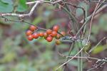 Smilax walteri Pursh