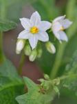 Solanum carolinense L. var. carolinense