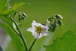 Solanum carolinense L. var. carolinense