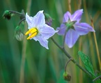 Solanum carolinense L. var. carolinense