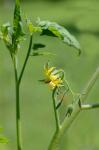 Solanum lycopersicum L.