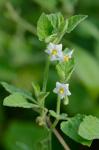 Solanum sarrachoides Sendt.