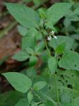 Solanum emulans Raf.