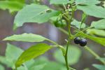 Solanum emulans Raf.