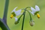 Solanum emulans Raf.