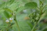 Solanum sarrachoides Sendt.