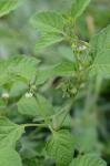 Solanum sarrachoides Sendt.