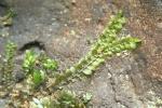 Jungermannia pumila With.           