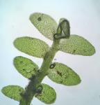 Jungermannia pumila With.           