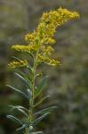 Solidago altissima L. var. altissima