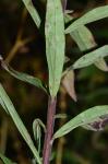 Solidago altissima L. var. altissima