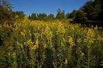 Solidago altissima L. var. altissima
