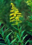 Solidago altissima L. var. altissima