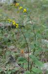 Solidago arguta Ait.