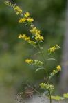 Solidago arguta Ait.