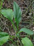 Solidago arguta Ait.