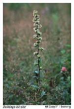 Solidago bicolor L.