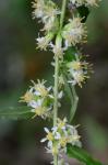 Solidago bicolor L.