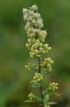 Solidago bicolor L.