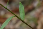 Solidago bicolor L.