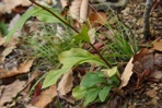 Solidago bicolor L.