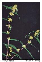 Solidago caesia L. var. caesia