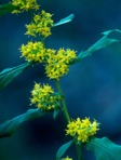 Solidago caesia L. var. caesia