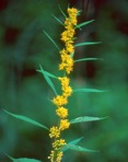 Solidago caesia L. var. caesia