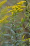 Solidago canadensis L. var. hargeri Fern.