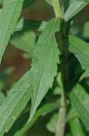 Solidago canadensis L. var. hargeri Fern.