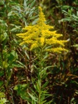 Solidago canadensis L. var. canadensis