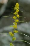 Solidago curtisii Torr. & Gray