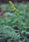 Solidago curtisii Torr. & Gray
