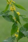 Solidago flaccidifolia Small
