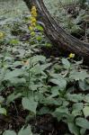 Solidago flaccidifolia Small