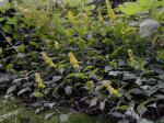Solidago flaccidifolia Small