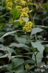 Solidago flaccidifolia Small