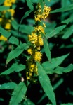 Solidago curtisii Torr. & Gray