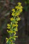 Solidago erecta Pursh