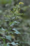 Solidago faucibus Wieboldt