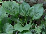 Solidago faucibus Wieboldt