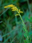 Solidago fistulosa P. Mill.