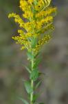 Solidago fistulosa P. Mill.