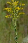 Solidago fistulosa P. Mill.
