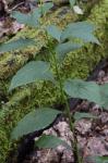 Solidago flaccidifolia Small