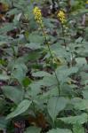 Solidago flaccidifolia Small