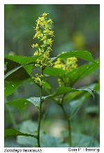 Solidago flexicaulis L.