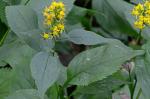 Solidago flexicaulis L.