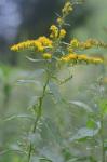 Solidago gigantea Ait.