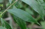 Solidago gigantea Ait.